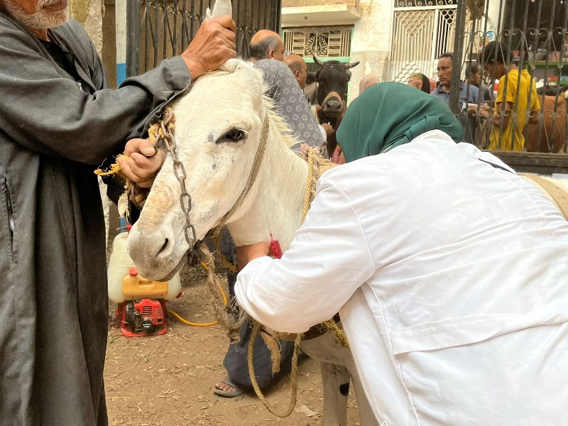 قافلة بيطرية