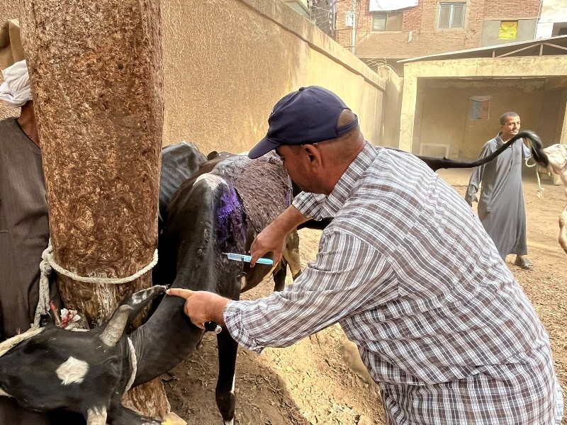 قافلة بيطرية