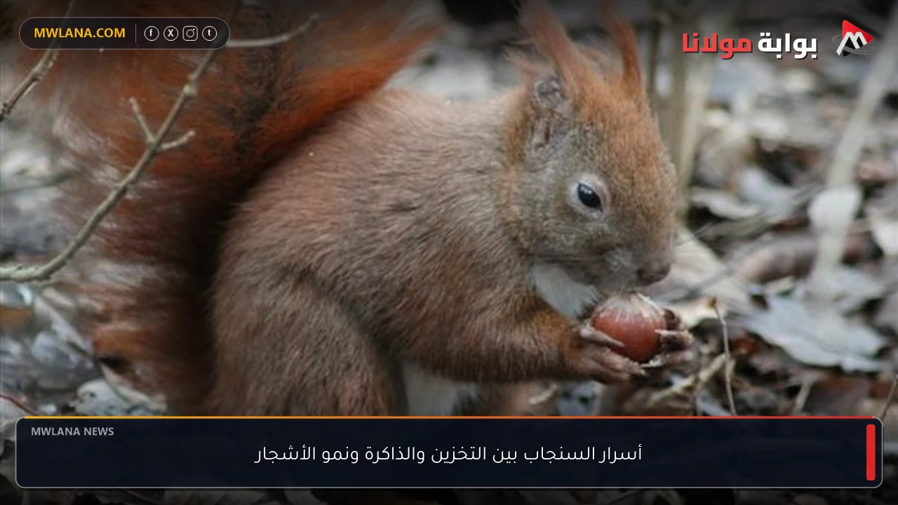 أسرار السنجاب بين التخزين والذاكرة ونمو الأشجار