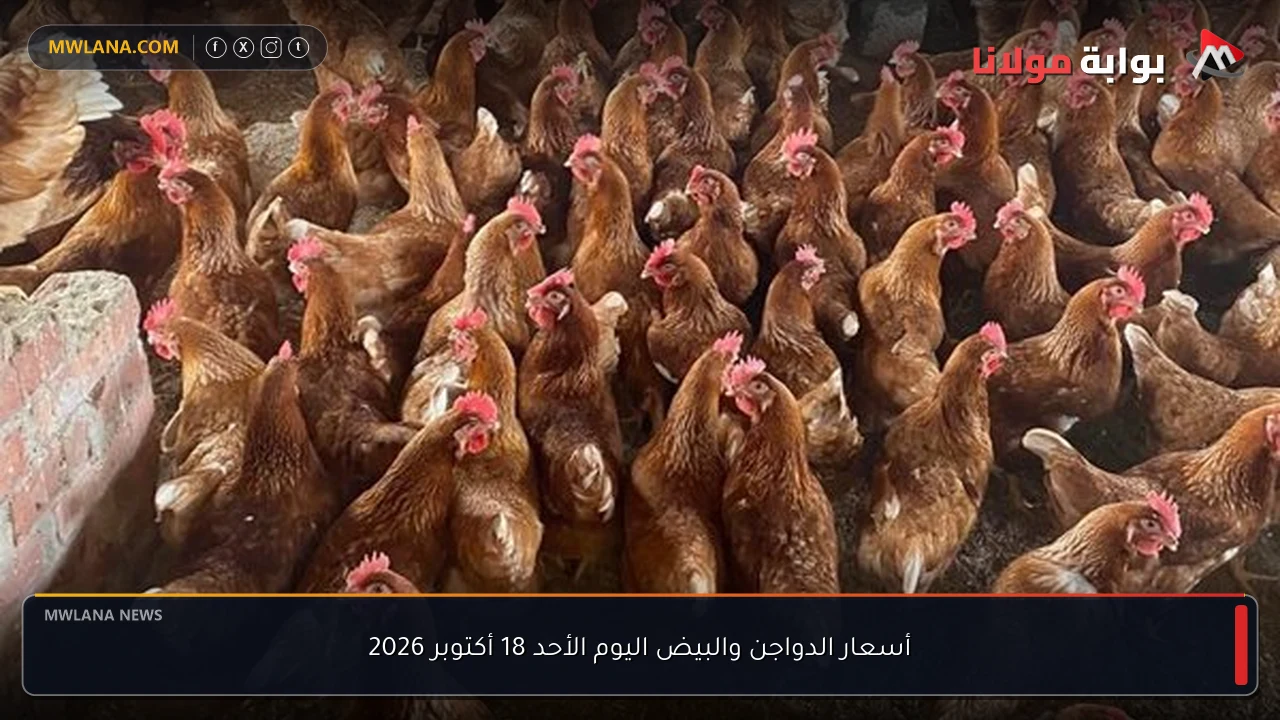 أسعار الدواجن والبيض اليوم الأحد 18 أكتوبر 2026