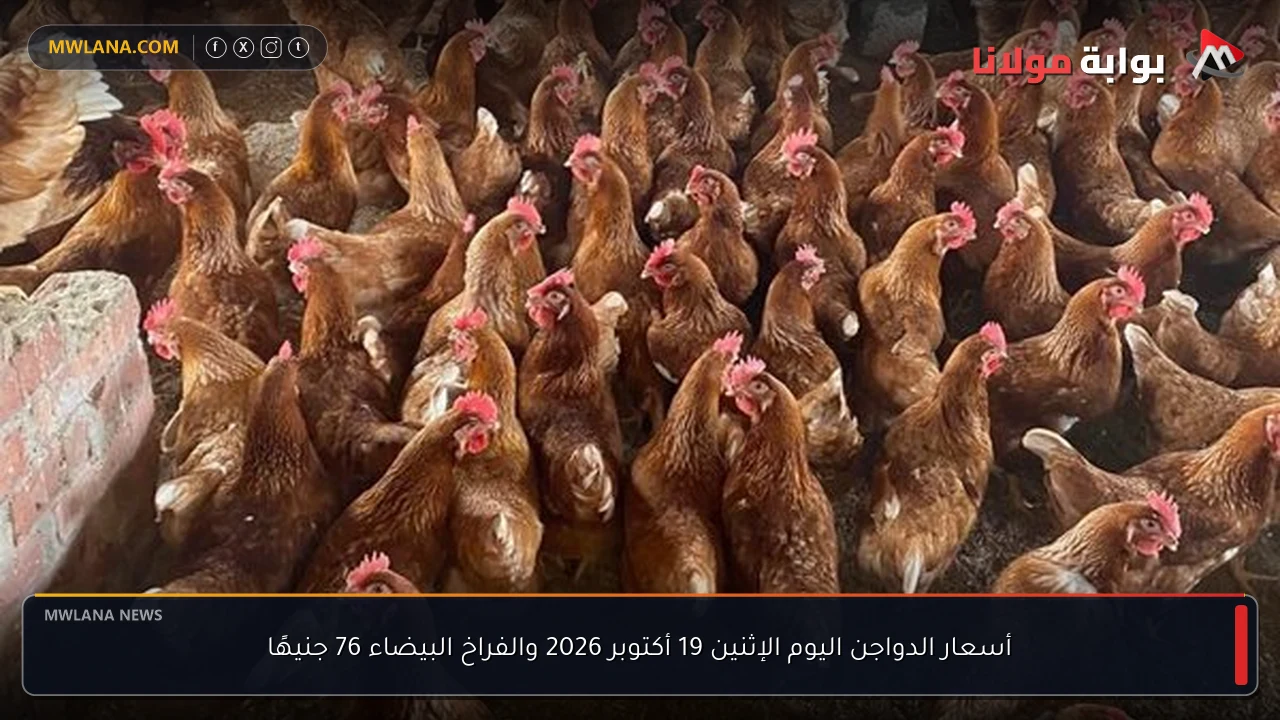 أسعار الدواجن اليوم الإثنين 19 أكتوبر 2026 والفراخ البيضاء 76 جنيهًا