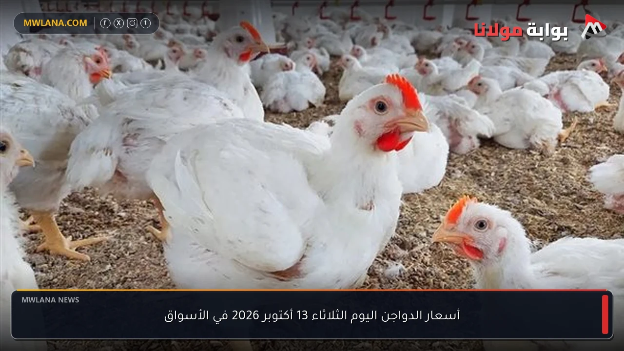 أسعار الدواجن اليوم الثلاثاء 13 أكتوبر 2026 في الأسواق