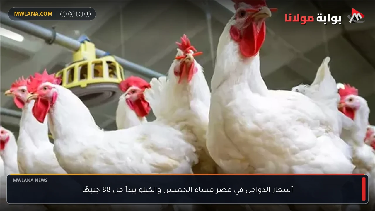 أسعار الدواجن في مصر مساء الخميس والكيلو يبدأ من 88 جنيهًا