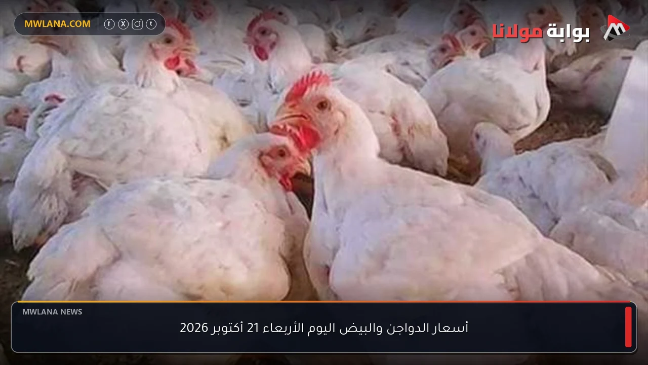 أسعار الدواجن والبيض اليوم الأربعاء 21 أكتوبر 2026