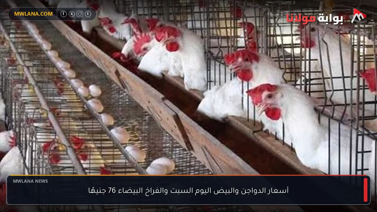 أسعار الدواجن والبيض اليوم السبت والفراخ البيضاء 76 جنيهًا
