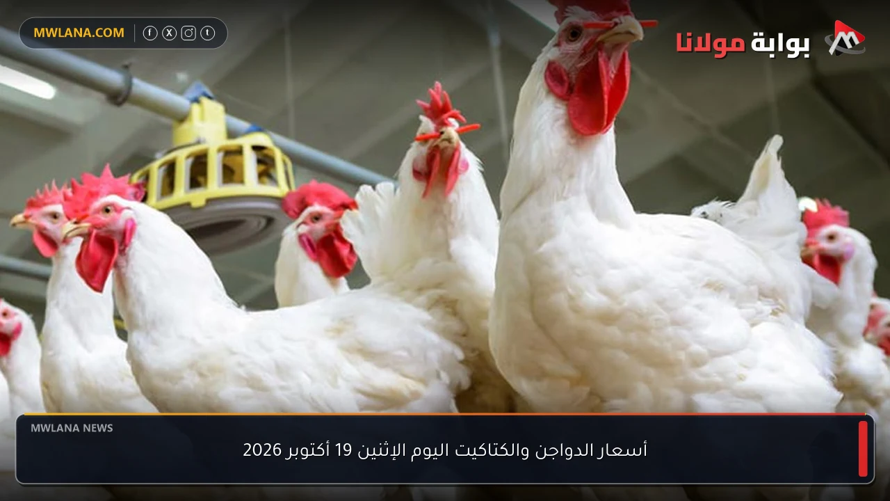 أسعار الدواجن والكتاكيت اليوم الإثنين 19 أكتوبر 2026