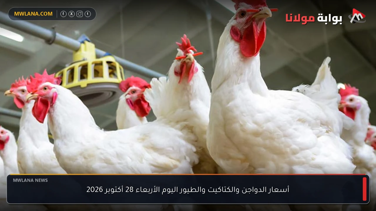 أسعار الدواجن والكتاكيت والطيور اليوم الأربعاء 28 أكتوبر 2026