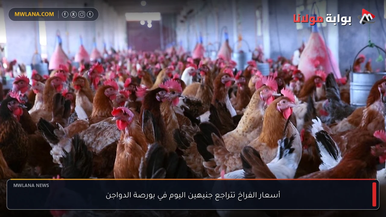 أسعار الفراخ تتراجع جنيهين اليوم في بورصة الدواجن
