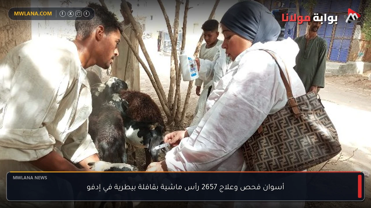 أسوان فحص وعلاج 2657 رأس ماشية بقافلة بيطرية في إدفو