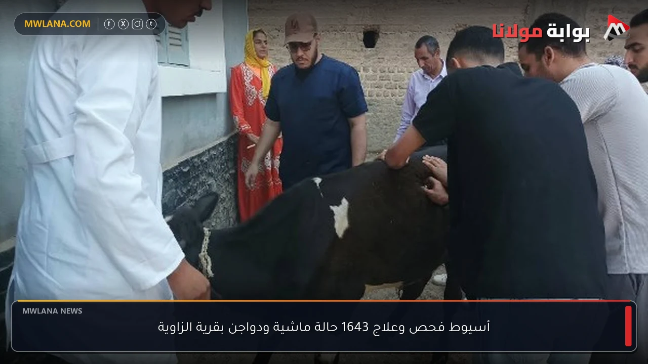 أسيوط فحص وعلاج 1643 حالة ماشية ودواجن بقرية الزاوية