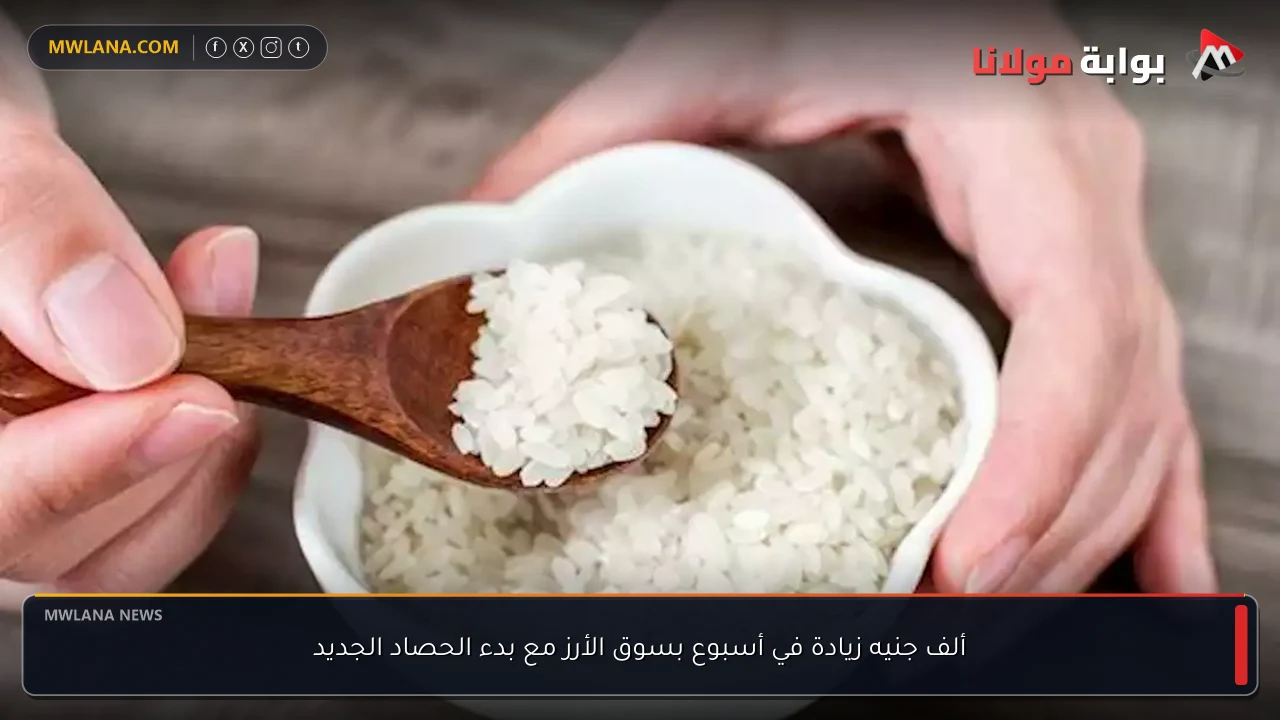 ألف جنيه زيادة في أسبوع بسوق الأرز مع بدء الحصاد الجديد