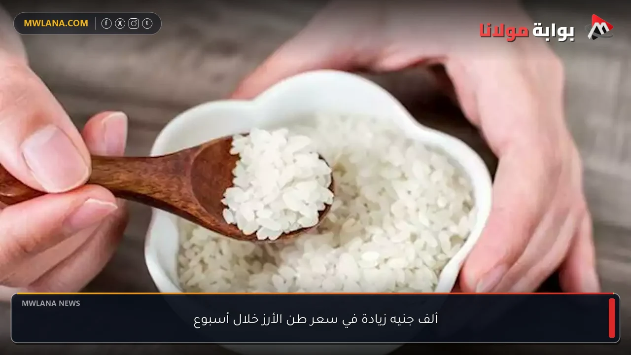 ألف جنيه زيادة في سعر طن الأرز خلال أسبوع