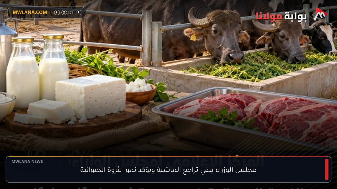 مجلس الوزراء ينفي تراجع الماشية ويؤكد نمو الثروة الحيوانية