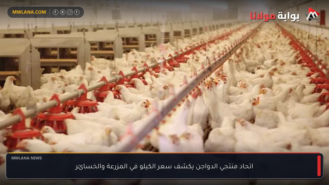اتحاد منتجي الدواجن يكشف سعر الكيلو في المزرعة والخسائر