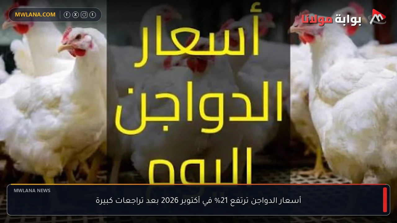 أسعار الدواجن ترتفع 21% في أكتوبر 2026 بعد تراجعات كبيرة