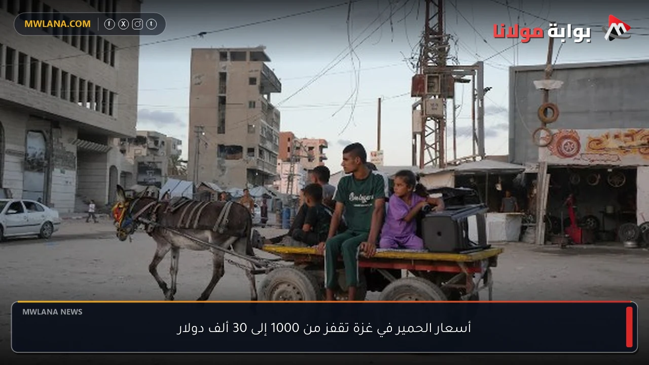 أسعار الحمير في غزة تقفز من 1000 إلى 30 ألف دولار