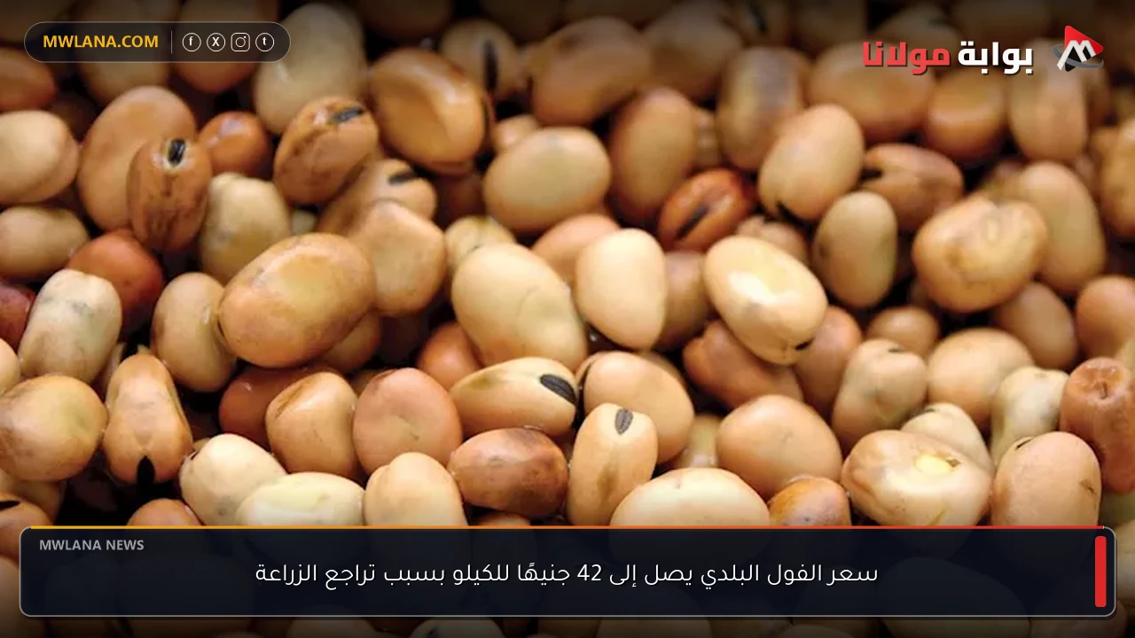 سعر الفول البلدي يصل إلى 42 جنيهًا للكيلو بسبب تراجع الزراعة