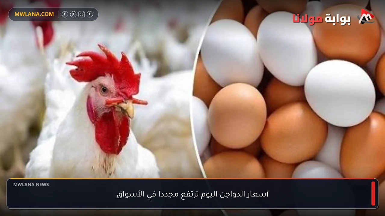 أسعار الدواجن اليوم ترتفع مجددا في الأسواق