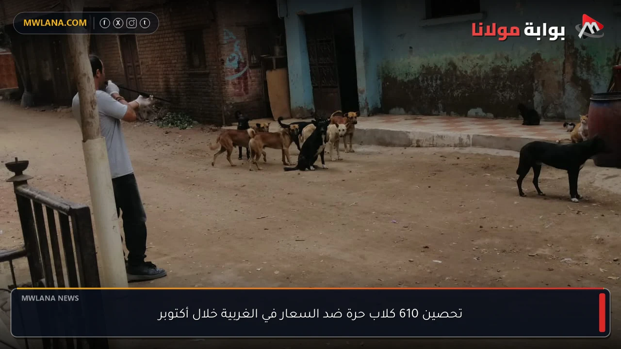 تحصين 610 كلاب حرة ضد السعار في الغربية خلال أكتوبر