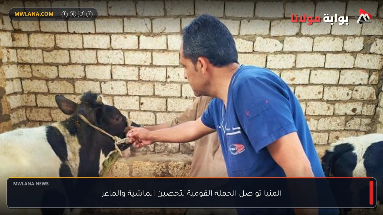 المنيا تواصل الحملة القومية لتحصين الماشية والماعز