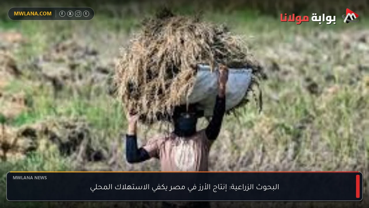 البحوث الزراعية: إنتاج الأرز في مصر يكفي الاستهلاك المحلي