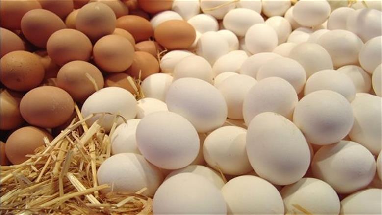 سعر كرتونة البيض في بورصة الدواجن والأسواق اليوم الجمعه 3-4-2026 - الوطن