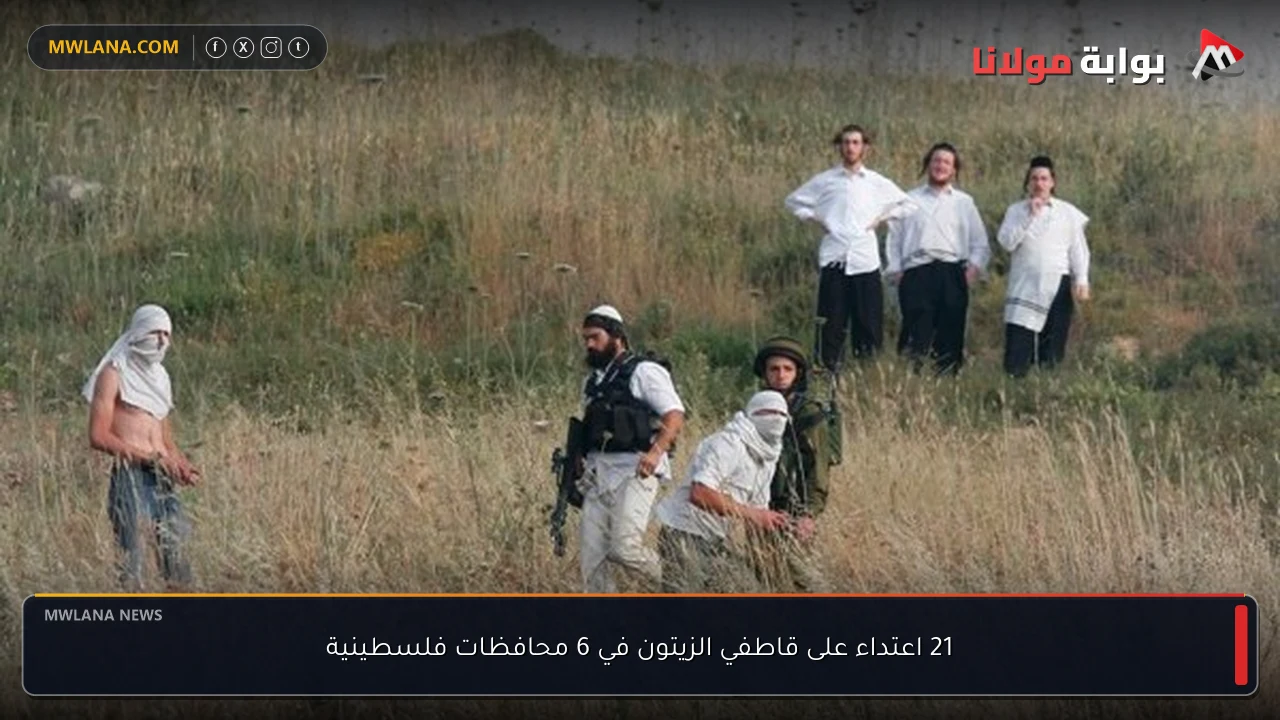 21 اعتداء على قاطفي الزيتون في 6 محافظات فلسطينية