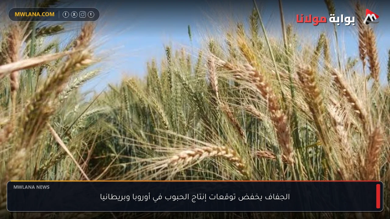 الجفاف يخفض توقعات إنتاج الحبوب في أوروبا وبريطانيا