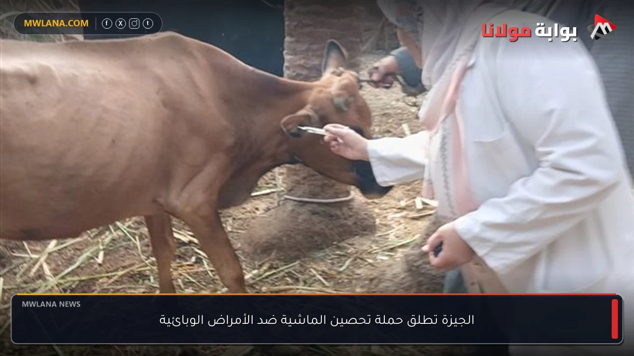 الجيزة تطلق حملة تحصين الماشية ضد الأمراض الوبائية