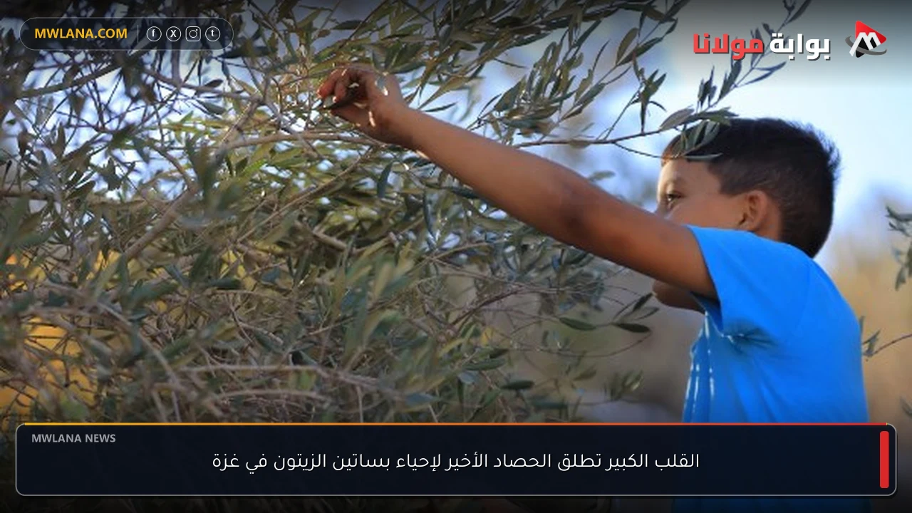 القلب الكبير تطلق الحصاد الأخير لإحياء بساتين الزيتون في غزة