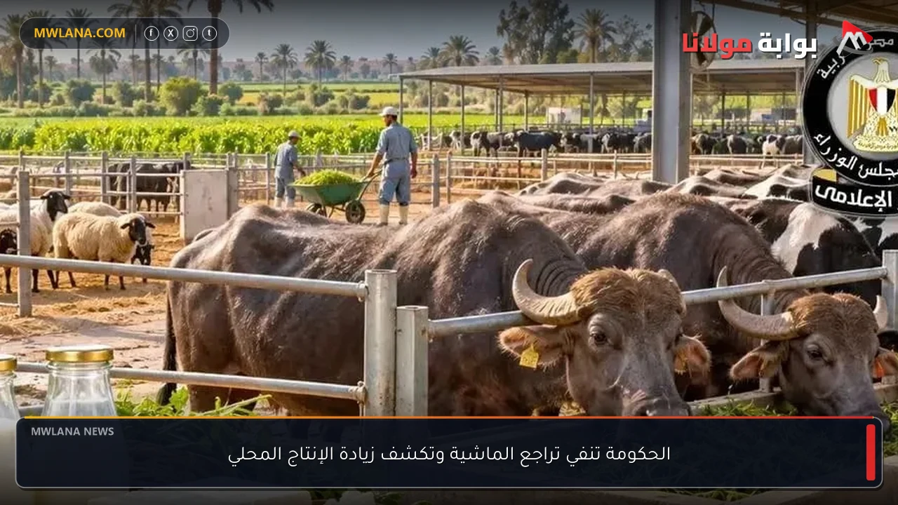 الحكومة تنفي تراجع الماشية وتكشف زيادة الإنتاج المحلي