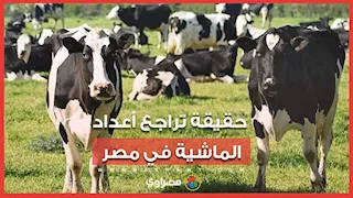 الحكومة تنفي تراجع أعداد الماشية 50%.. وتكشف أرقام <a href=
