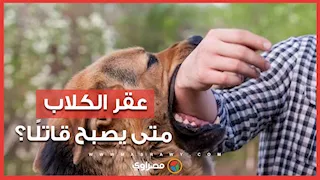 بعد حادثة العاشر من رمضان.. رئيس بحوث بمعهد الصحة الحيوانية يوضح: متى يكون العقر قاتلاً؟