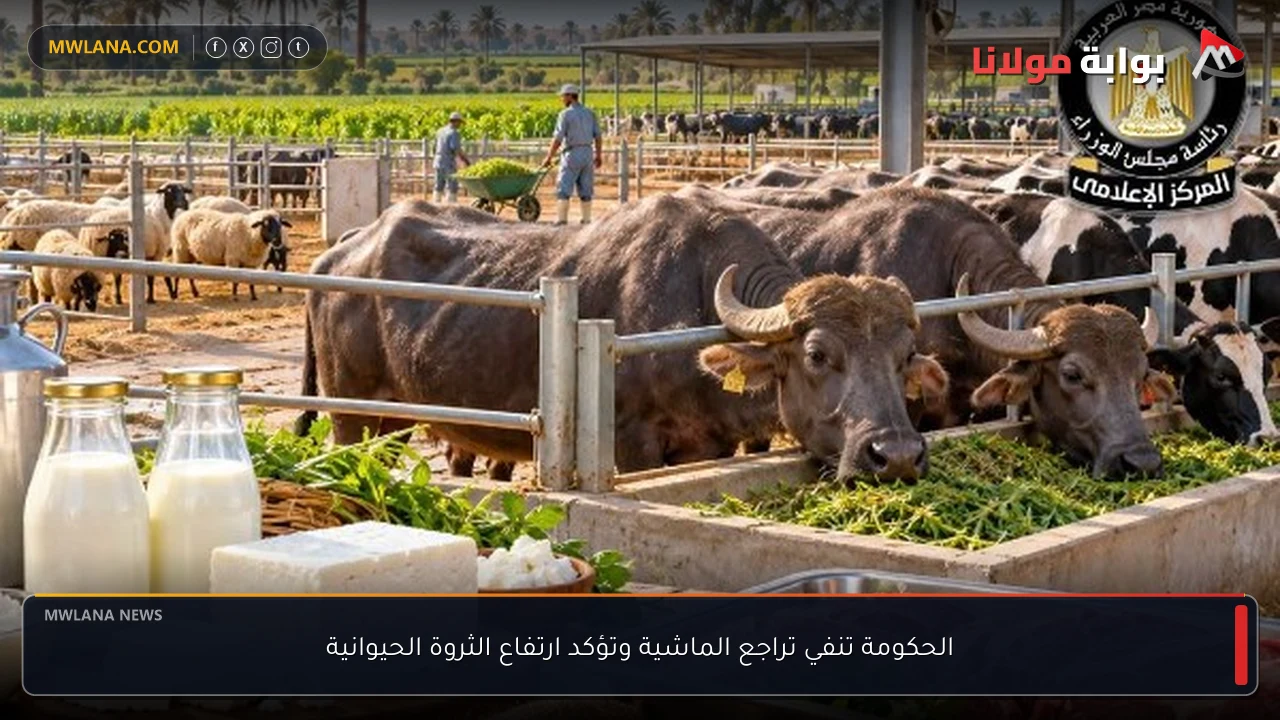 الحكومة تنفي تراجع الماشية وتؤكد ارتفاع الثروة الحيوانية