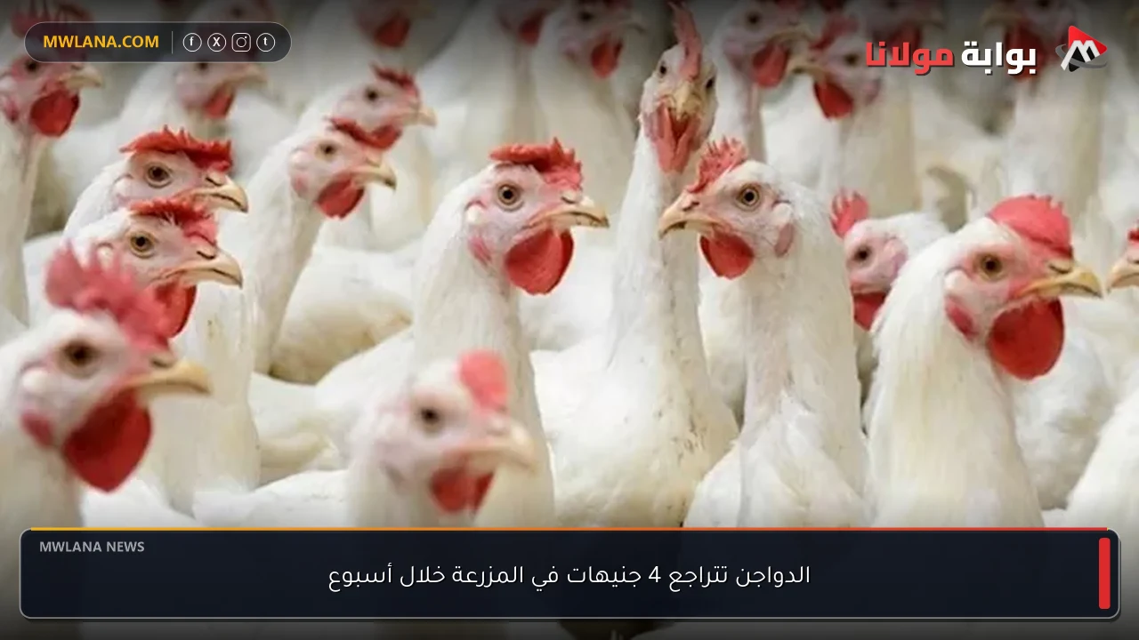 الدواجن تتراجع 4 جنيهات في المزرعة خلال أسبوع