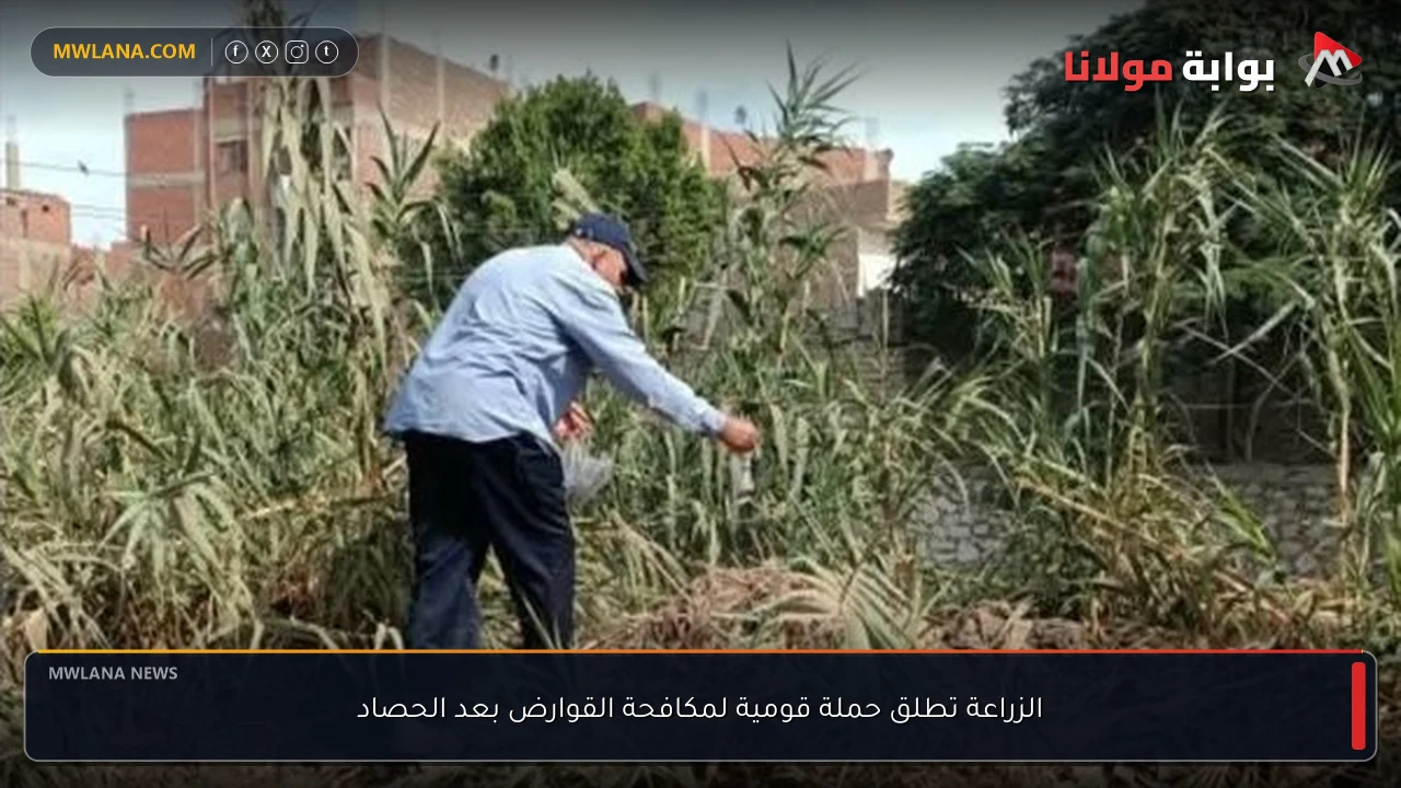 الزراعة تطلق حملة قومية لمكافحة القوارض بعد الحصاد