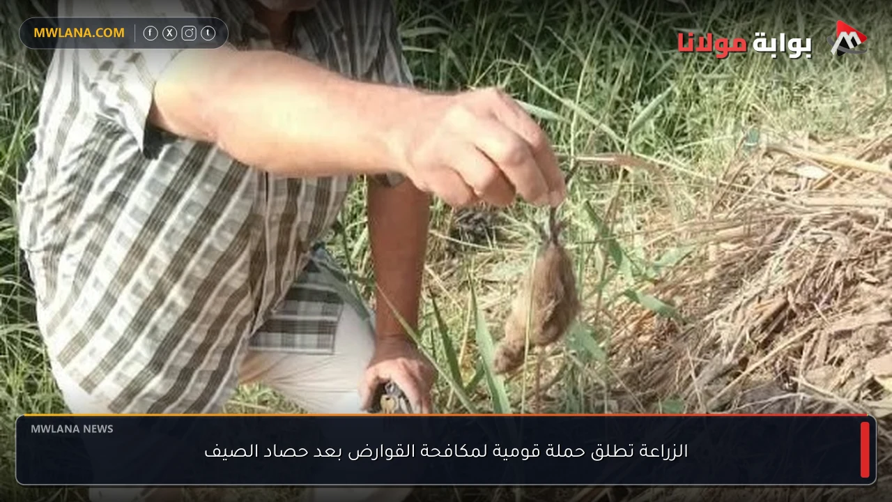 الزراعة تطلق حملة قومية لمكافحة القوارض بعد حصاد الصيف