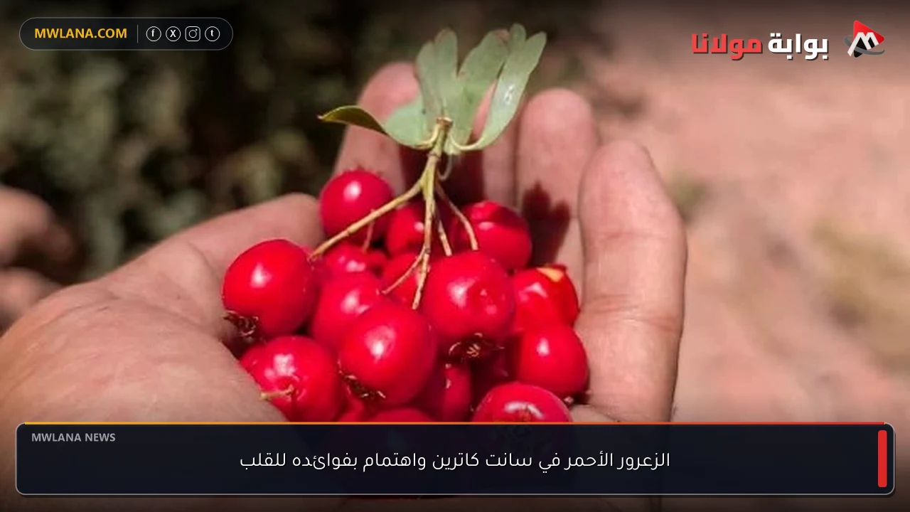الزعرور الأحمر في سانت كاترين واهتمام بفوائده للقلب