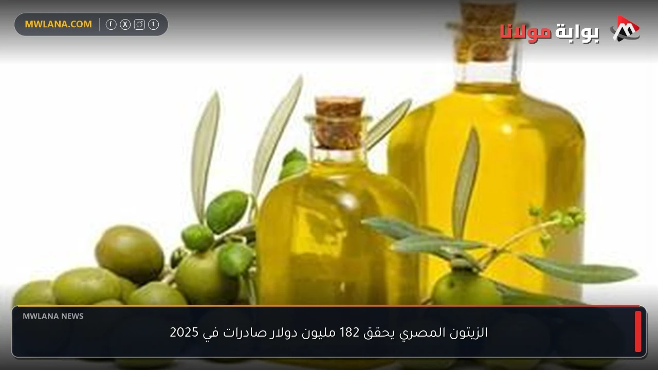 الزيتون المصري يحقق 182 مليون دولار صادرات في 2025