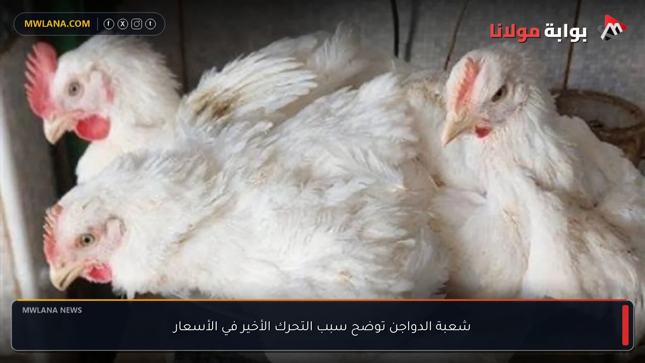 شعبة الدواجن توضح سبب التحرك الأخير في الأسعار
