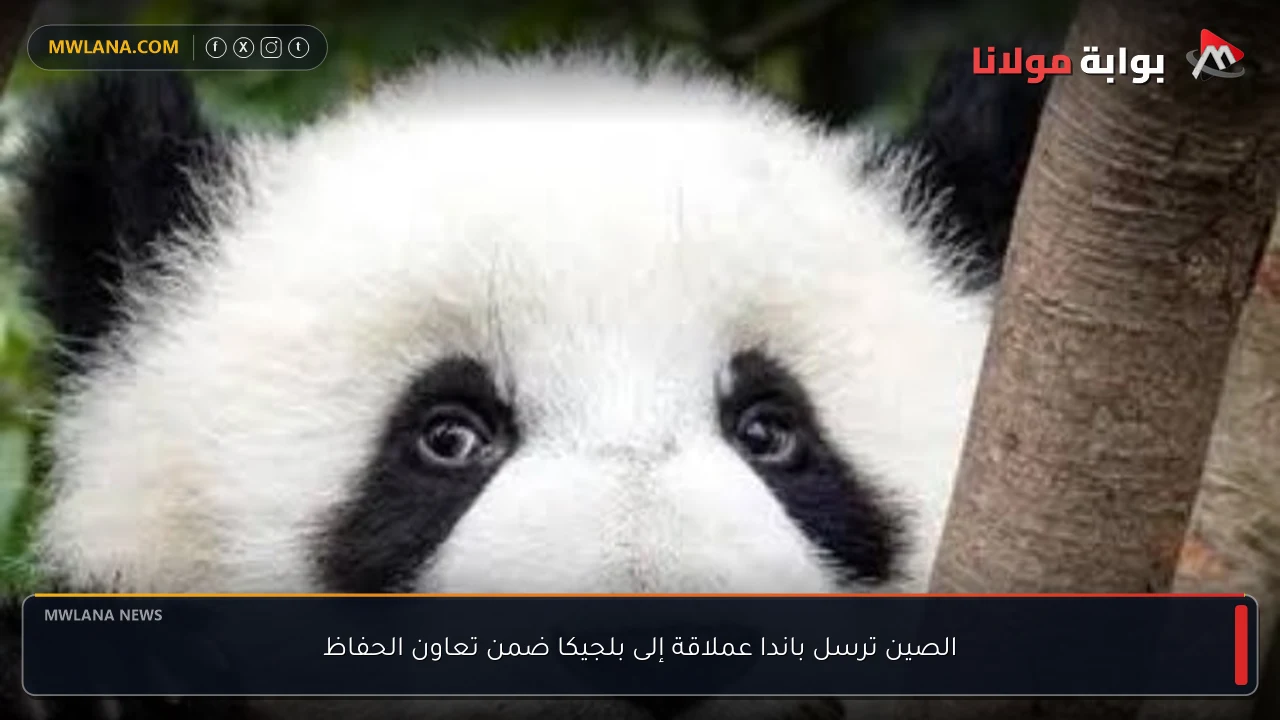 الصين ترسل باندا عملاقة إلى بلجيكا ضمن تعاون الحفاظ