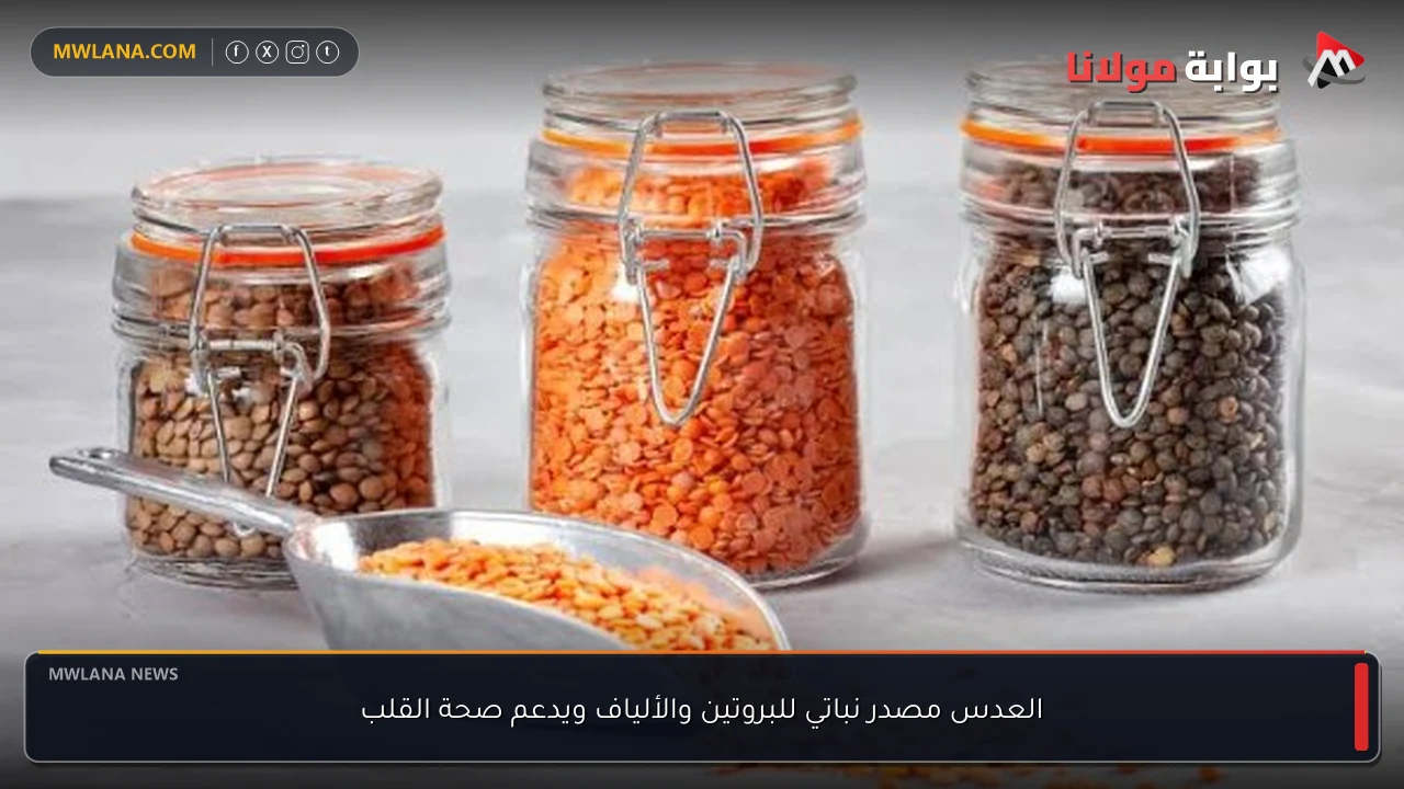 العدس مصدر نباتي للبروتين والألياف ويدعم صحة القلب