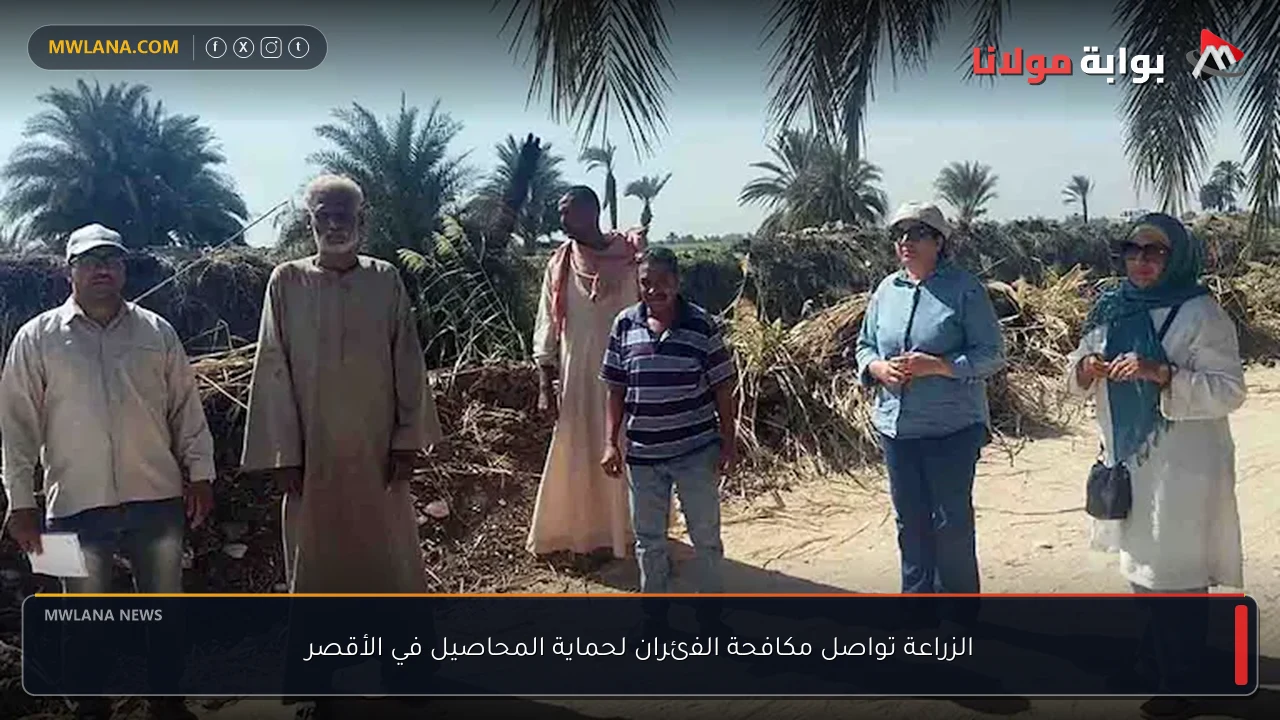 الزراعة تواصل مكافحة الفئران لحماية المحاصيل في الأقصر