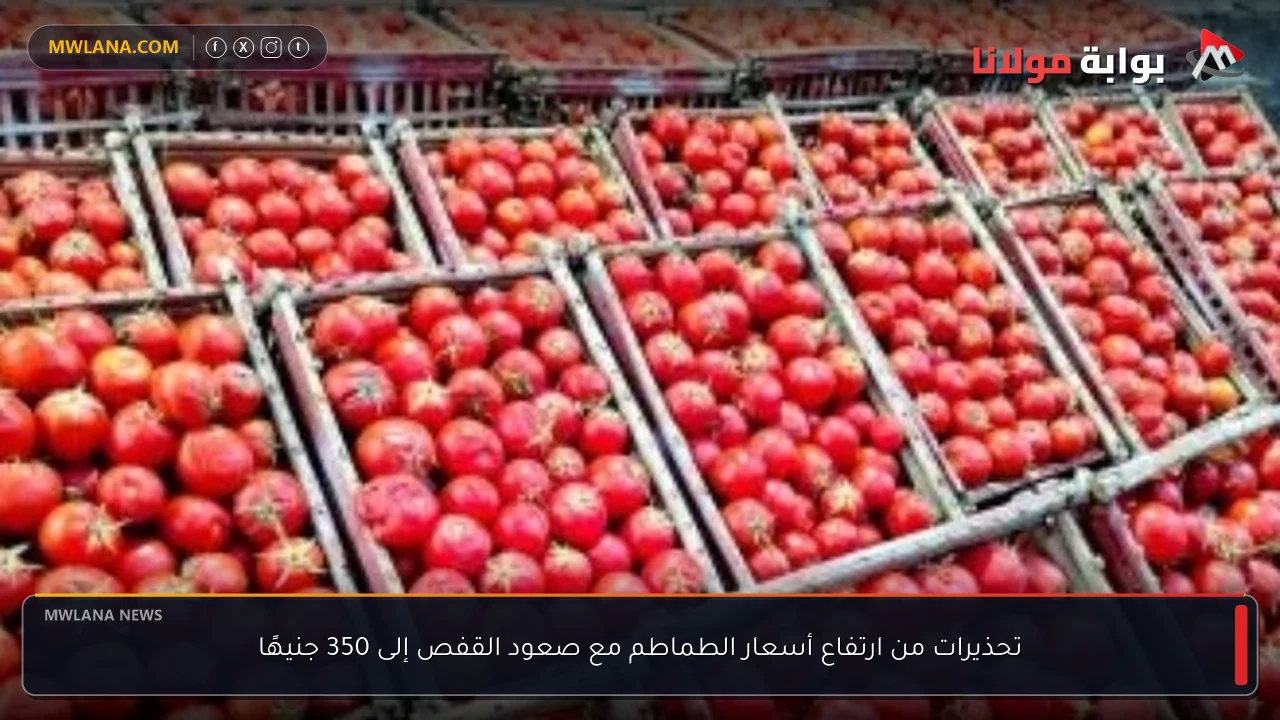 تحذيرات من ارتفاع أسعار الطماطم مع صعود القفص إلى 350 جنيهًا