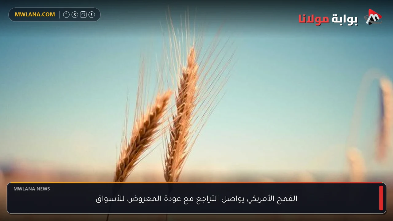القمح الأمريكي يواصل التراجع مع عودة المعروض للأسواق