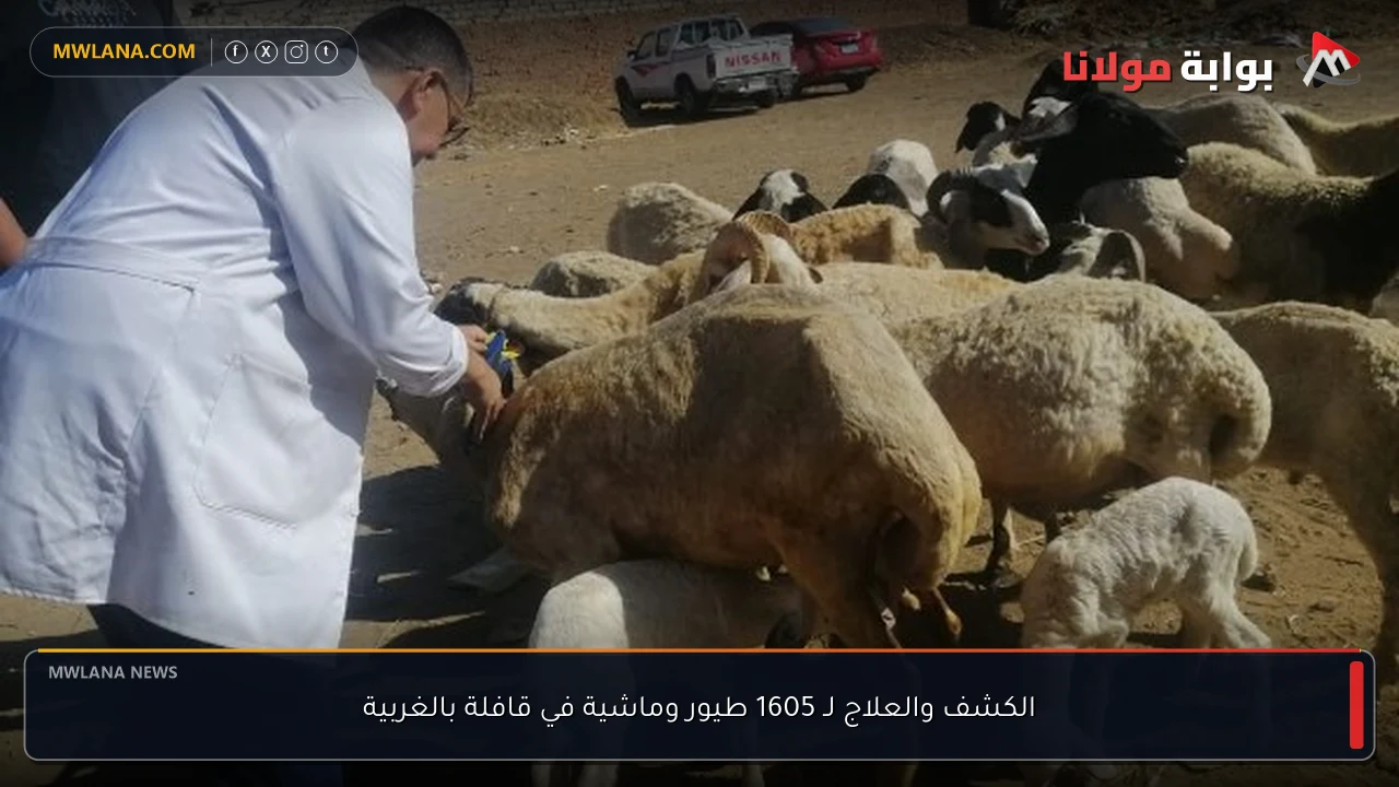 الكشف والعلاج لـ 1605 طيور وماشية في قافلة بالغربية
