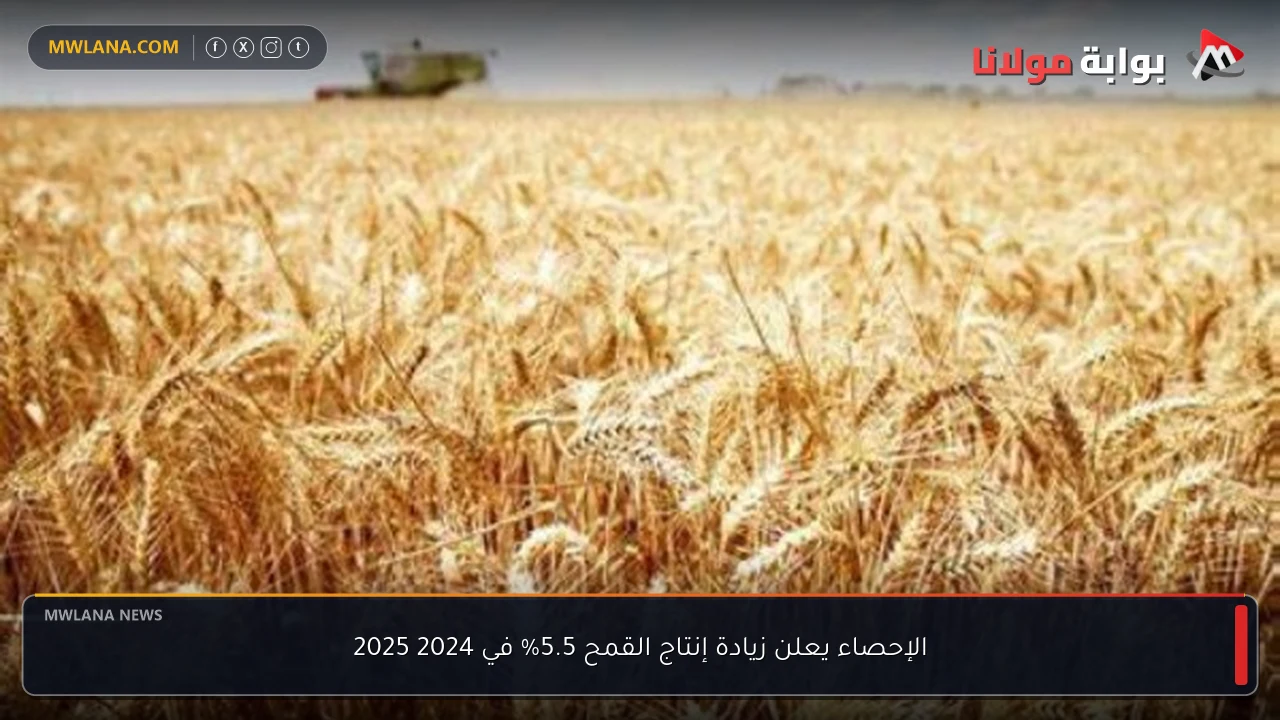 الإحصاء يعلن زيادة إنتاج القمح 5.5% في 2024 2025