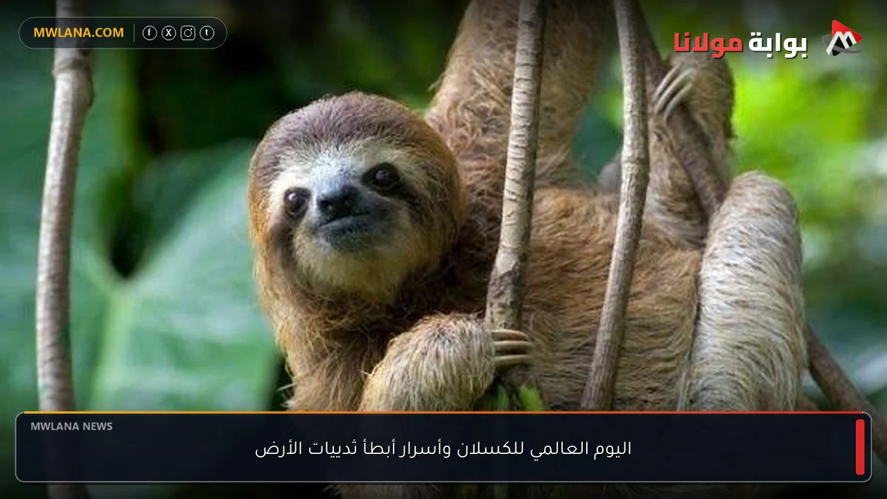 اليوم العالمي للكسلان وأسرار أبطأ ثدييات الأرض