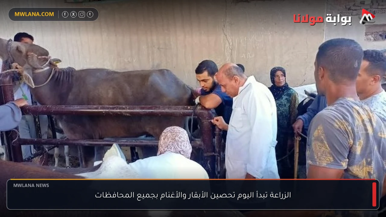 الزراعة تبدأ اليوم تحصين الأبقار والأغنام بجميع المحافظات