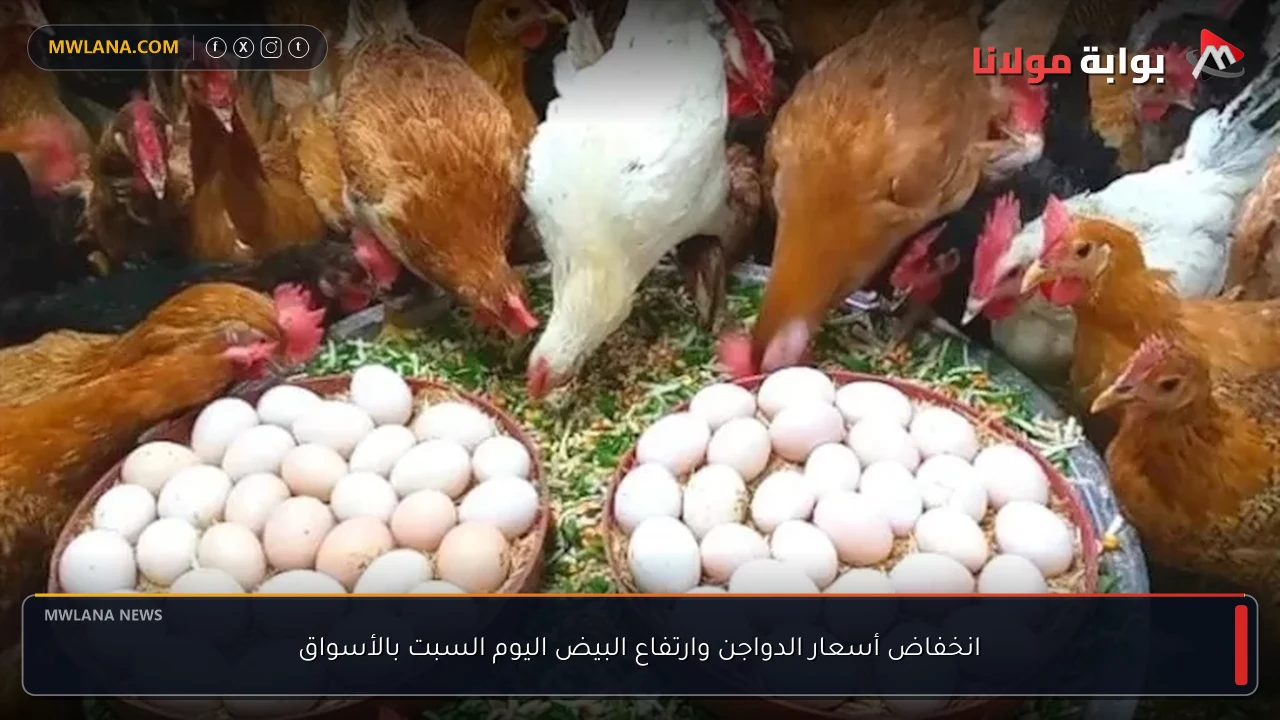 انخفاض أسعار الدواجن وارتفاع البيض اليوم السبت بالأسواق